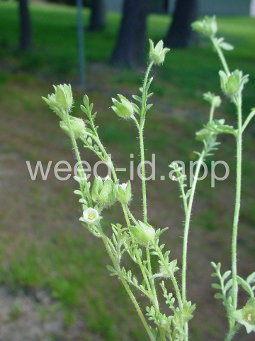 polemonium, annual